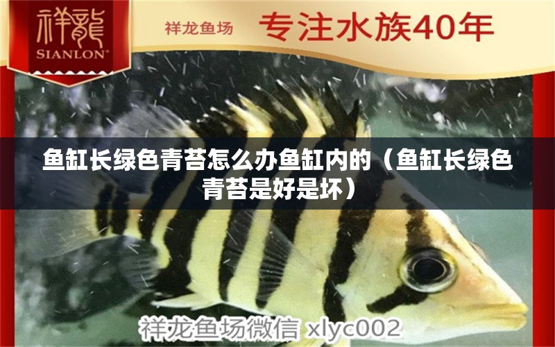 魚缸長綠色青苔怎么辦魚缸內(nèi)的（魚缸長綠色青苔是好是壞） 紅老虎魚