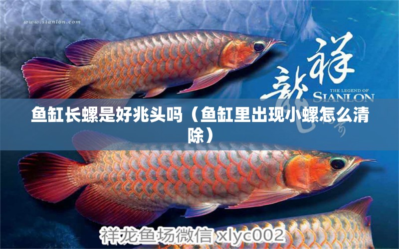 魚缸長(zhǎng)螺是好兆頭嗎（魚缸里出現(xiàn)小螺怎么清除） 祥龍水族醫(yī)院