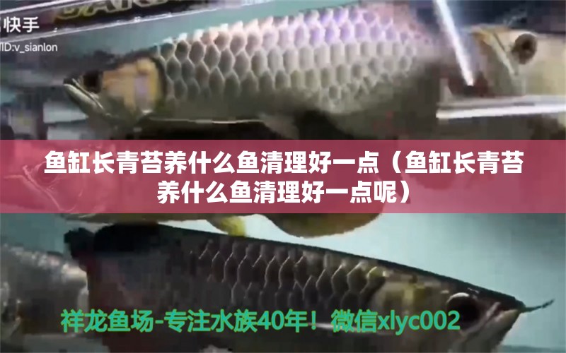 魚缸長青苔養(yǎng)什么魚清理好一點(diǎn)（魚缸長青苔養(yǎng)什么魚清理好一點(diǎn)呢）