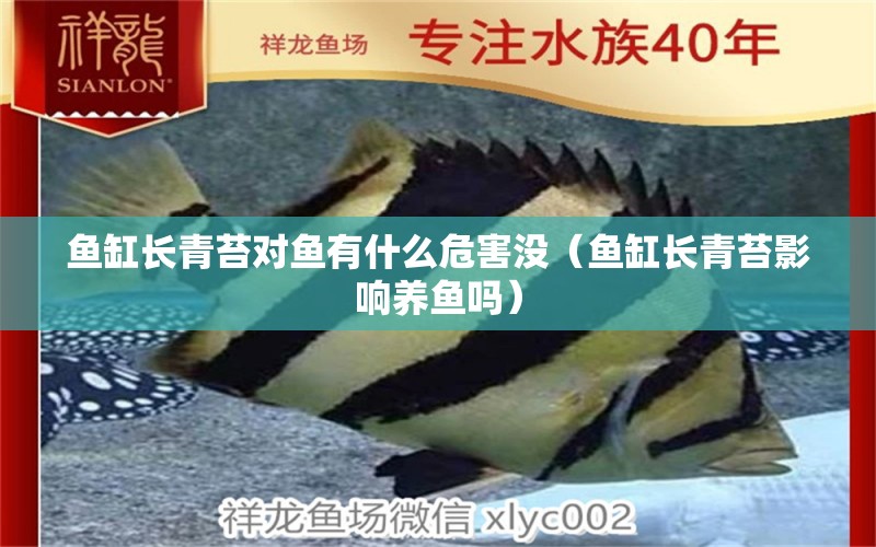 魚缸長(zhǎng)青苔對(duì)魚有什么危害沒(méi)（魚缸長(zhǎng)青苔影響?zhàn)B魚嗎） 廣州觀賞魚批發(fā)市場(chǎng)