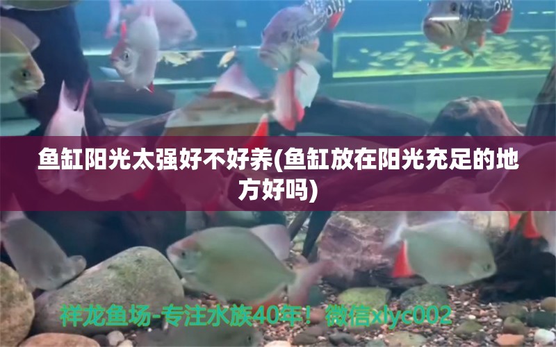 魚缸陽光太強好不好養(yǎng)(魚缸放在陽光充足的地方好嗎) 觀賞魚飼料