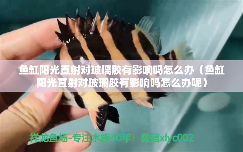 魚缸陽(yáng)光直射對(duì)玻璃膠有影響嗎怎么辦（魚缸陽(yáng)光直射對(duì)玻璃膠有影響嗎怎么辦呢） 短身紅龍魚