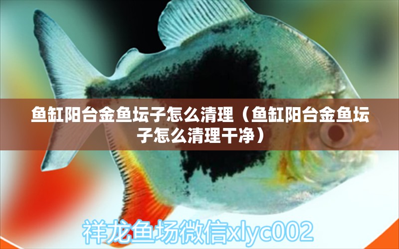 魚(yú)缸陽(yáng)臺(tái)金魚(yú)壇子怎么清理（魚(yú)缸陽(yáng)臺(tái)金魚(yú)壇子怎么清理干凈）