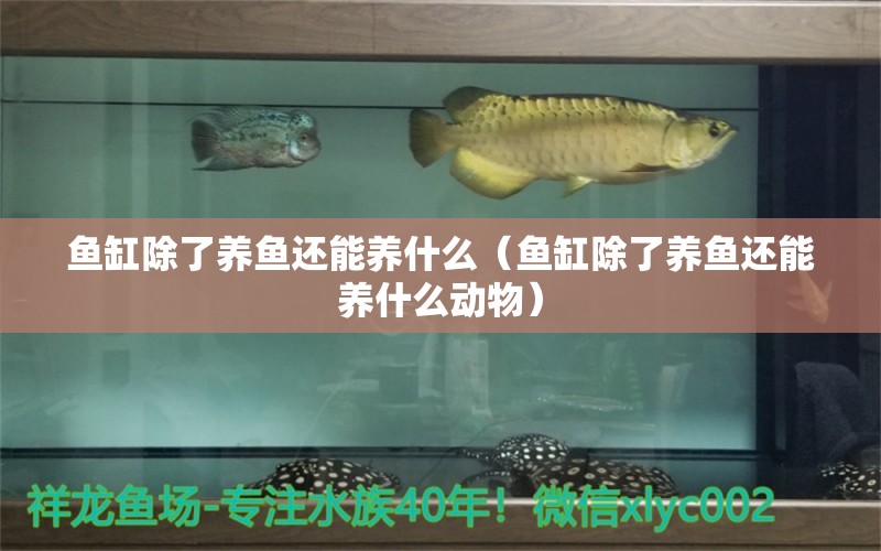 魚(yú)缸除了養(yǎng)魚(yú)還能養(yǎng)什么（魚(yú)缸除了養(yǎng)魚(yú)還能養(yǎng)什么動(dòng)物）