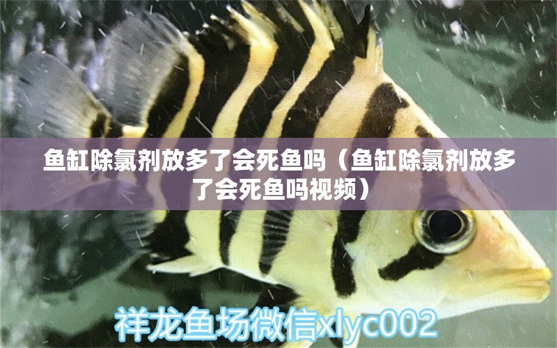 魚缸除氯劑放多了會死魚嗎（魚缸除氯劑放多了會死魚嗎視頻） 羽毛刀魚苗