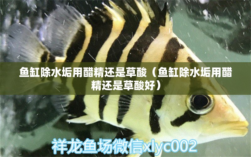 魚(yú)缸除水垢用醋精還是草酸（魚(yú)缸除水垢用醋精還是草酸好）