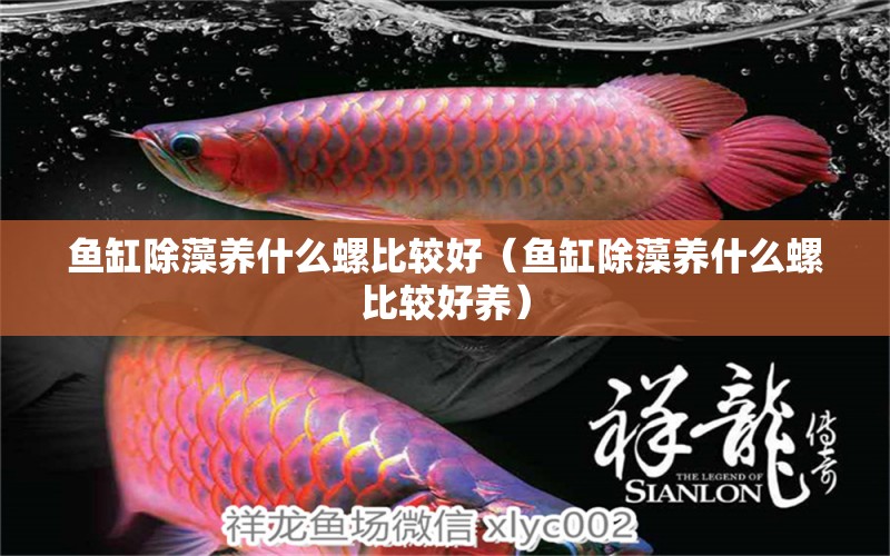 魚缸除藻養(yǎng)什么螺比較好（魚缸除藻養(yǎng)什么螺比較好養(yǎng)）