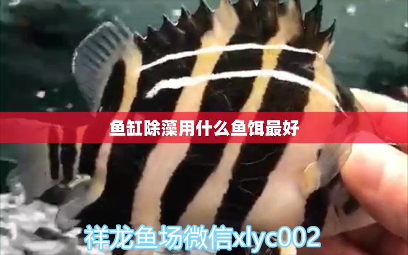 魚缸除藻用什么魚餌最好