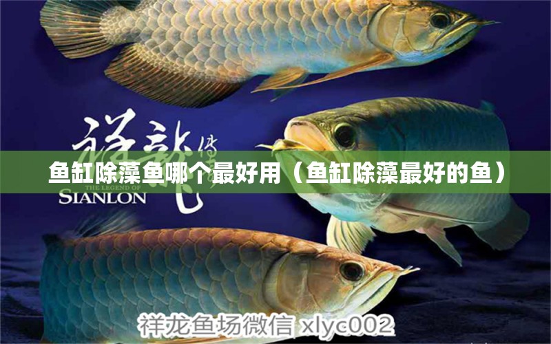 魚缸除藻魚哪個最好用（魚缸除藻最好的魚）