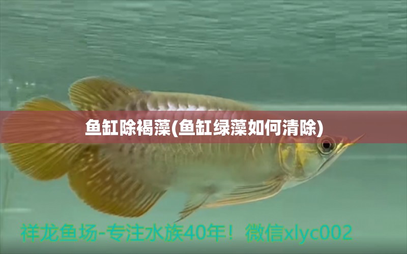 魚(yú)缸除褐藻(魚(yú)缸綠藻如何清除) 祥龍魚(yú)藥系列