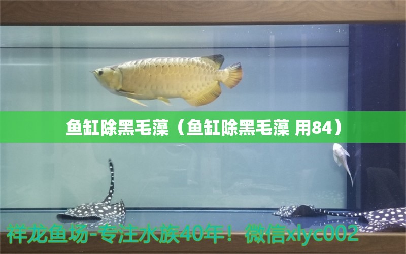 魚缸除黑毛藻（魚缸除黑毛藻 用84）