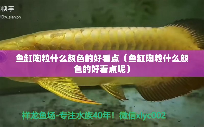 魚缸陶粒什么顏色的好看點(diǎn)（魚缸陶粒什么顏色的好看點(diǎn)呢） 祥龍水族醫(yī)院