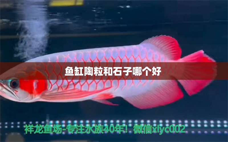 魚(yú)缸陶粒和石子哪個(gè)好 