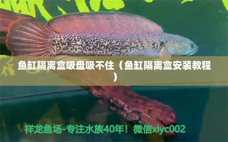 魚缸隔離盒吸盤吸不住（魚缸隔離盒安裝教程） 觀賞魚進(jìn)出口