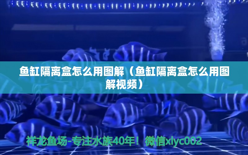 魚缸隔離盒怎么用圖解（魚缸隔離盒怎么用圖解視頻） 祥龍水族醫(yī)院