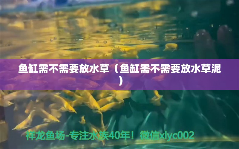 魚缸需不需要放水草（魚缸需不需要放水草泥） 水草