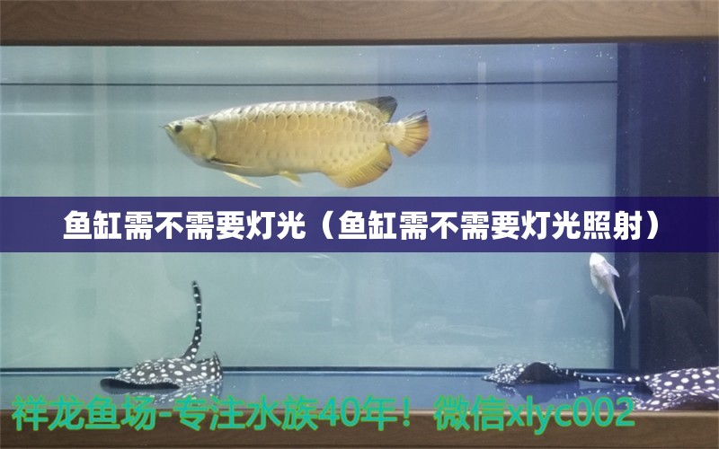 魚缸需不需要燈光（魚缸需不需要燈光照射） 月光鴨嘴魚