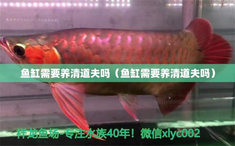 魚缸需要養(yǎng)清道夫嗎（魚缸需要養(yǎng)清道夫嗎） 觀賞魚市場(chǎng)（混養(yǎng)魚）