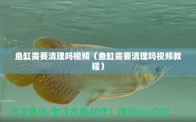 魚缸需要清理嗎視頻（魚缸需要清理嗎視頻教程）