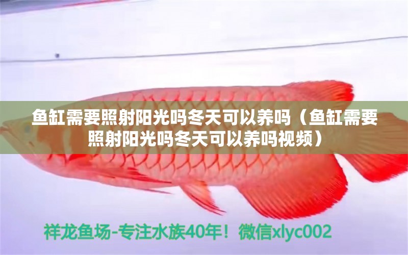 魚缸需要照射陽光嗎冬天可以養(yǎng)嗎（魚缸需要照射陽光嗎冬天可以養(yǎng)嗎視頻） 祥龍水族醫(yī)院