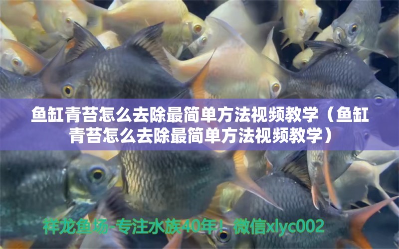 魚缸青苔怎么去除最簡單方法視頻教學(xué)（魚缸青苔怎么去除最簡單方法視頻教學(xué)） 祥龍水族醫(yī)院