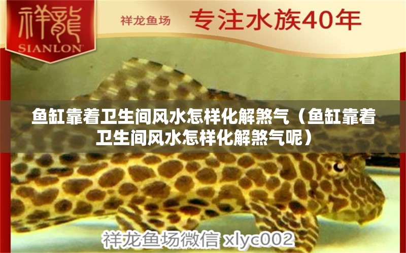 魚缸靠著衛(wèi)生間風水怎樣化解煞氣（魚缸靠著衛(wèi)生間風水怎樣化解煞氣呢） 魚缸風水