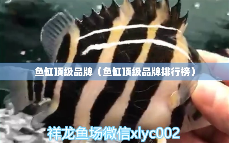 魚缸頂級品牌（魚缸頂級品牌排行榜）