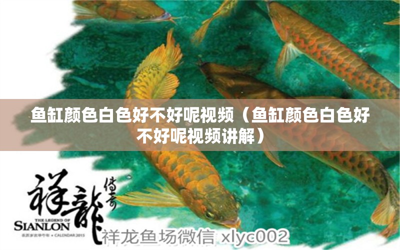 魚缸顏色白色好不好呢視頻（魚缸顏色白色好不好呢視頻講解）