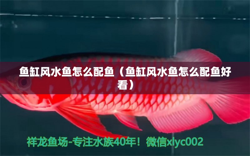 魚缸風(fēng)水魚怎么配魚（魚缸風(fēng)水魚怎么配魚好看） 魚缸風(fēng)水