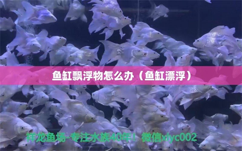 魚缸飄浮物怎么辦（魚缸漂?。?觀賞魚水族批發(fā)市場