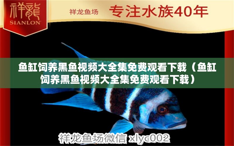 魚缸飼養(yǎng)黑魚視頻大全集免費(fèi)觀看下載（魚缸飼養(yǎng)黑魚視頻大全集免費(fèi)觀看下載） 祥龍水族醫(yī)院