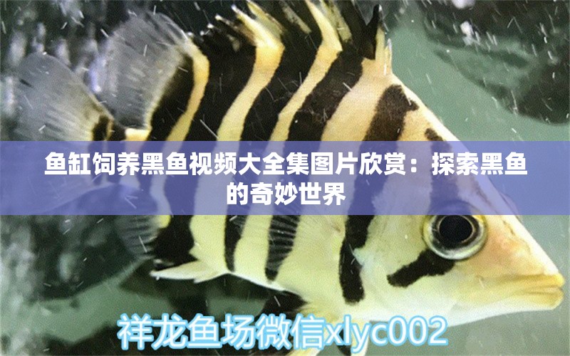 魚缸飼養(yǎng)黑魚視頻大全集圖片欣賞：探索黑魚的奇妙世界 泰國(guó)斗魚