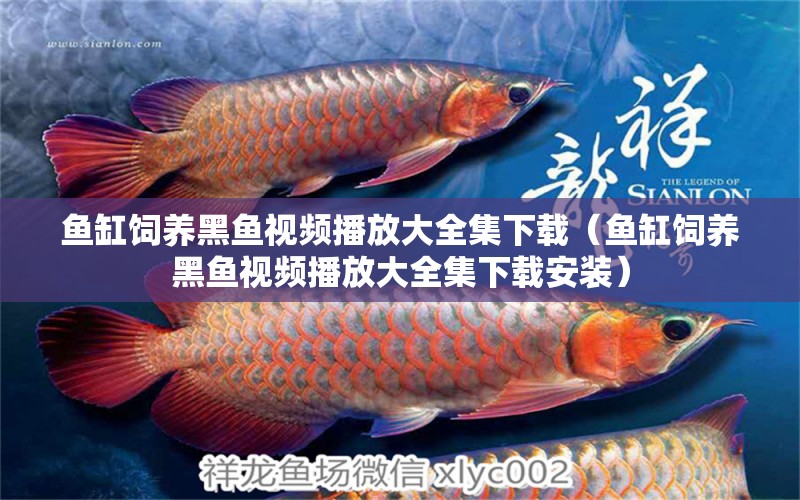 魚缸飼養(yǎng)黑魚視頻播放大全集下載（魚缸飼養(yǎng)黑魚視頻播放大全集下載安裝）