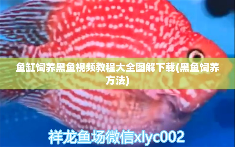 魚(yú)缸飼養(yǎng)黑魚(yú)視頻教程大全圖解下載(黑魚(yú)飼養(yǎng)方法) 黑白雙星魚(yú)