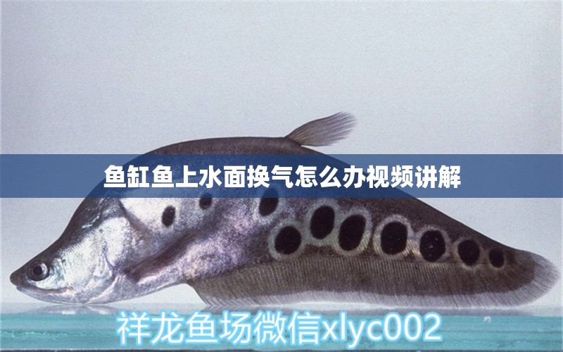 魚缸魚上水面換氣怎么辦視頻講解