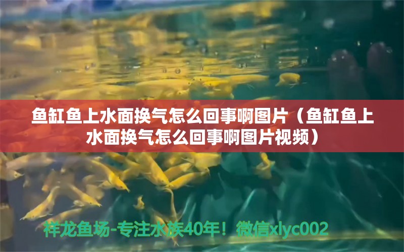 魚缸魚上水面換氣怎么回事啊圖片（魚缸魚上水面換氣怎么回事啊圖片視頻）