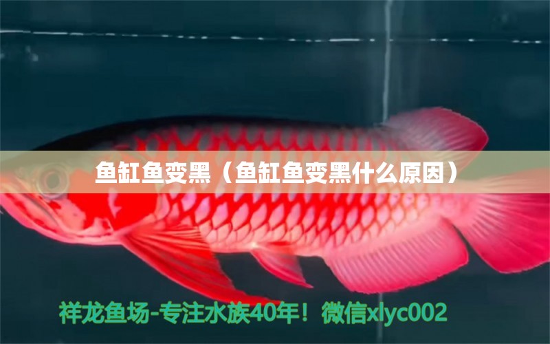 魚缸魚變黑（魚缸魚變黑什么原因） 祥龍魚場