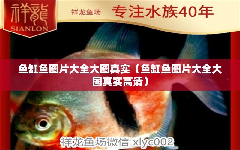 魚缸魚圖片大全大圖真實（魚缸魚圖片大全大圖真實高清） 祥龍水族醫(yī)院