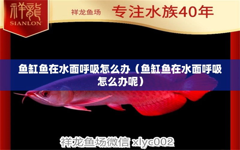 魚缸魚在水面呼吸怎么辦（魚缸魚在水面呼吸怎么辦呢）