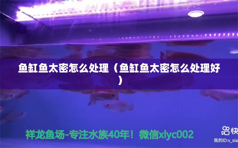 魚缸魚太密怎么處理（魚缸魚太密怎么處理好） 祥龍水族醫(yī)院