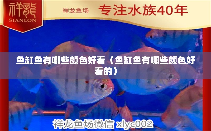 魚缸魚有哪些顏色好看（魚缸魚有哪些顏色好看的）