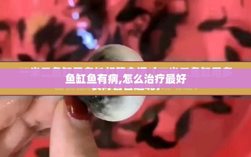 魚缸魚有病,怎么治療最好 水族問答 第1張