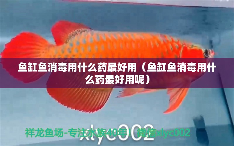 魚缸魚消毒用什么藥最好用（魚缸魚消毒用什么藥最好用呢）