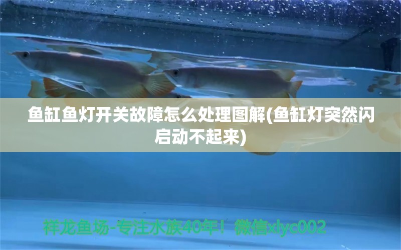 魚缸魚燈開關故障怎么處理圖解(魚缸燈突然閃啟動不起來) 圣菲埃及魚