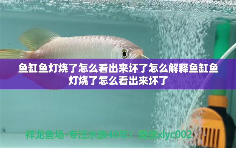 魚缸魚燈燒了怎么看出來壞了怎么解釋魚缸魚燈燒了怎么看出來壞了 狗頭魚