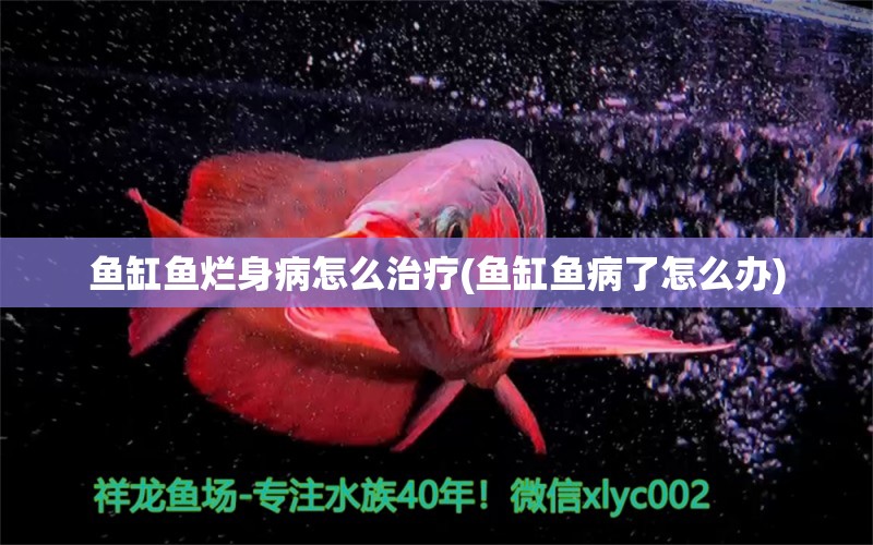 魚缸魚爛身病怎么治療(魚缸魚病了怎么辦) 委內(nèi)瑞拉奧里諾三間魚