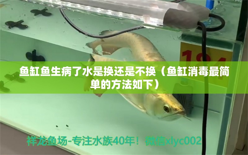 魚缸魚生病了水是換還是不換（魚缸消毒最簡(jiǎn)單的方法如下） 綠皮辣椒小紅龍