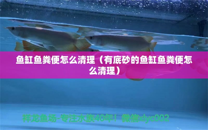 魚缸魚糞便怎么清理（有底砂的魚缸魚糞便怎么清理）