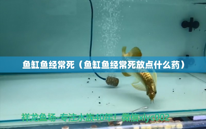 魚缸魚經(jīng)常死（魚缸魚經(jīng)常死放點什么藥） 福滿鉆魚