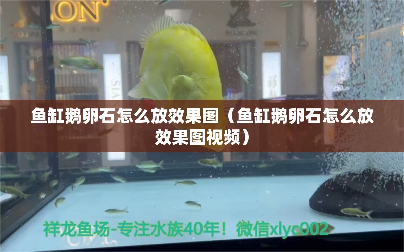 魚缸鵝卵石怎么放效果圖（魚缸鵝卵石怎么放效果圖視頻）